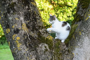 下载会说话的猫游戏